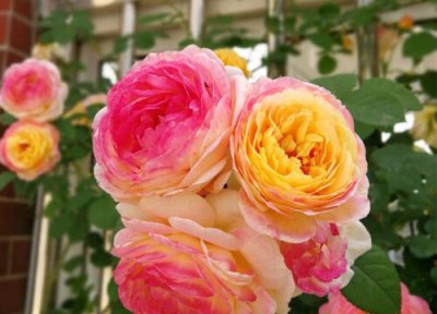 春天月季浇什么肥 春天如何给月季浇水施肥