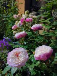 康斯坦茨月季优缺点 灌木月季康斯坦茨长多高 耐阴如何