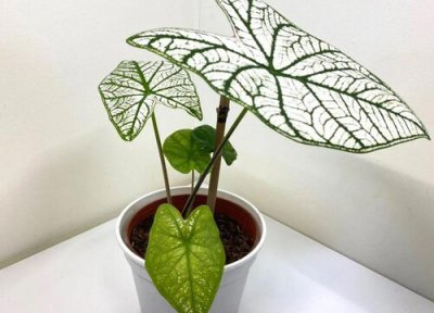 彩芋的养殖方法和注意事项 彩叶芋怎么养护出大叶子