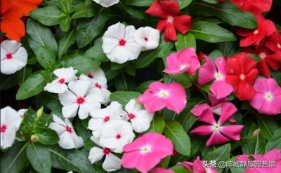 五瓣梅适合在家养殖吗 五瓣梅的养殖方法和注意事项