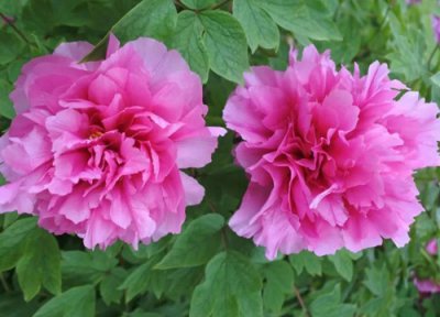 室内十大吉祥花叫什么名 家里摆放什么花最吉利风水好