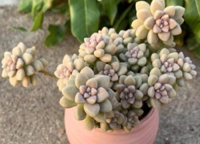 秋丽怎么爆头 秋丽爆头的方法