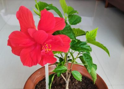 朱槿什么时候开花 一般几月份开花