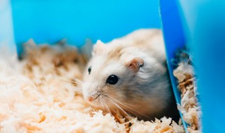 母仓鼠为什么吃小仓鼠 大仓鼠为什么会吃小仓鼠