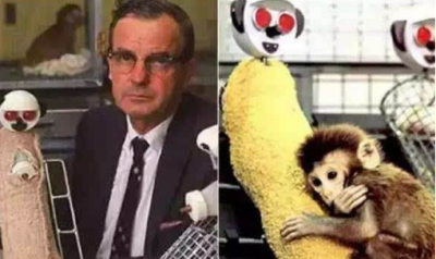 恒河猴实验证明了什么 告诉我们父母和孩子之间最重要是啥