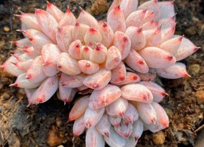 北方冬季多肉多久浇一次水 室内多肉植物多久浇水一次