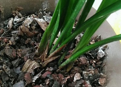 兰花如何沥水避免烂根 刚处理烂根的兰花怎么浇水