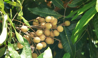 龙眼冬天怎么浇水施肥 龙眼冬天如何浇水施肥