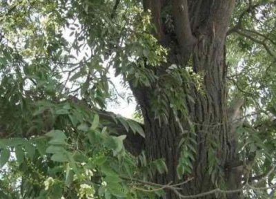 铁匠木是什么树 是什么样子的