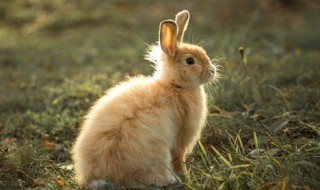 吃兔肉的禁忌 兔肉的食用禁忌介绍