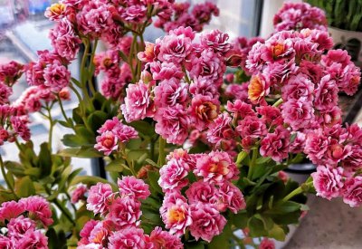 长寿花的特点简单介绍图片 长寿花的来历跟特征