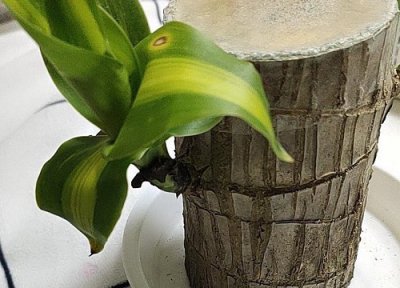 巴西木喜阴还是喜阳 巴西木能不能晒太阳