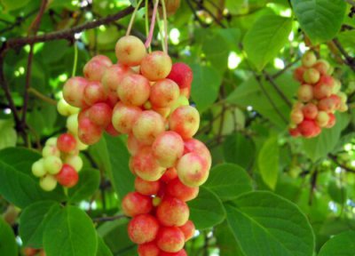 五味子采摘时间 五味子什么时候采摘