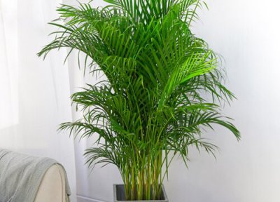 凤尾竹是否怕冻 凤尾竹冬天怎么养护