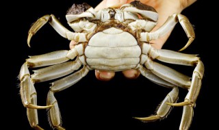 生螃蟹暂时不吃怎样保存 新鲜螃蟹的保存方法