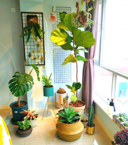 家里养花什么花最合适 适合家庭室内养的花与绿植