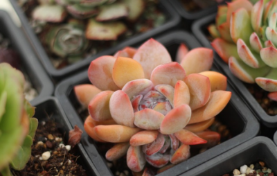 莲花多肉养殖 莲花多肉怎么养殖最好容易出状态