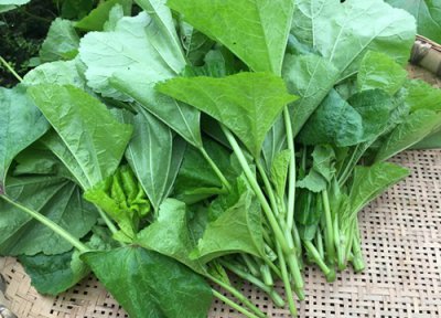 蔬菜冷冻保存 蔬菜可以冷冻保存吗