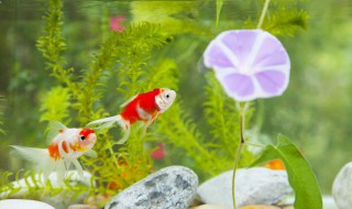 家庭鱼缸怎么养水草 怎么在家庭鱼缸里养水草