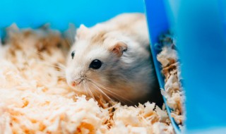 仓鼠多久喂一次水 仓鼠科学的喂食次数