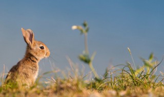 本命年兔送什么礼物弟弟 兔本命年送什么礼物弟弟