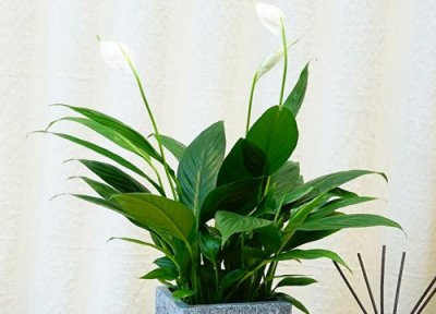 一帆风顺不开花原因 一帆风顺为什么不开花了