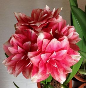 10大吉利花是哪几种 家里养十种吉祥花美丽又旺财