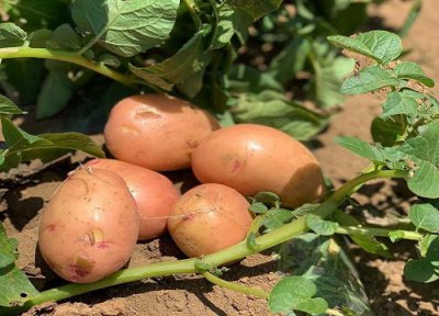 马铃薯种植条件 马铃薯栽培技术