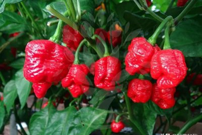 世界最辣的辣椒排行榜 世界上最辣的辣椒排名第一