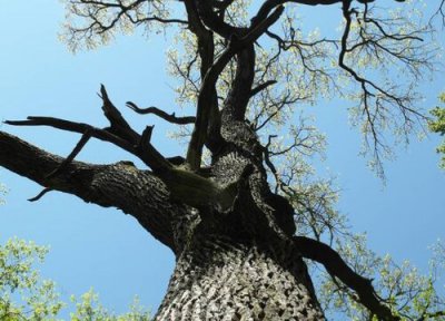 玻璃叶是什么树 长在什么树上