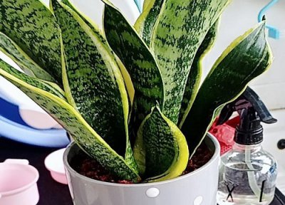 虎皮兰冬天怎么保温 高温天气该如何养护虎皮兰