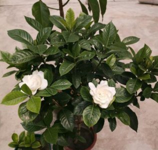 栀子花怎么判断缺肥还是肥大 栀子花不开花缺什么肥料