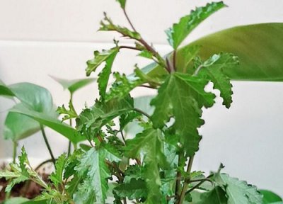 小木槿扦插时间和方法 小木槿花扦插方法和时间