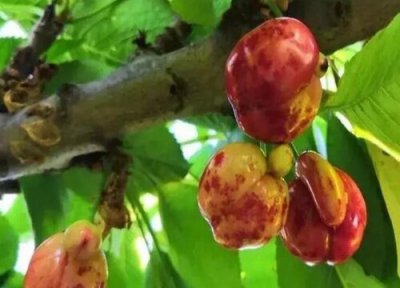 樱桃种植中常见病害 樱桃病虫害防治技术和方法措施