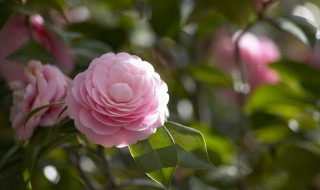 茶花种植方法及养护 茶花如何植养护