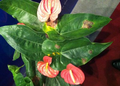 花叶子发黄是什么原因 养花叶子发黄是怎么回事