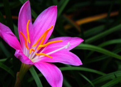 兰花开花多久凋谢 开花多长时间凋谢