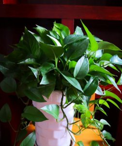 绿萝叶子蔫了变软是什么原因 绿萝叶子蔫了变软如何补救