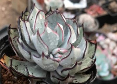 剑司诺娃怎么养出状态 怎样养护剑诺司娃多肉出黑边