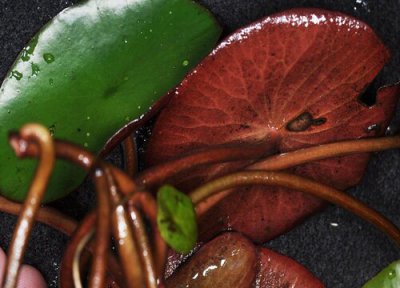 莼菜洗干净的方法 莼菜怎么洗才干净