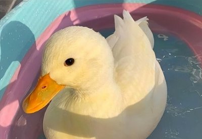 作为宠物鸭子能活多少年 养宠物鸭子需要注意什么事项