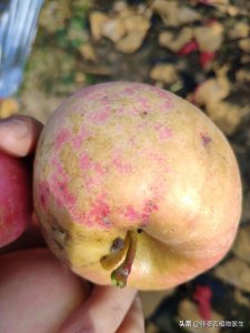 苹果的果锈是什么原因引起形成的 果锈发生的原因及对策