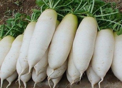 吃茎的蔬菜有什么 平时吃植物的茎的蔬菜有哪些