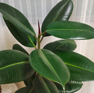 家里养橡皮树不吉利吗 家里养一盆橡皮树风水好吗