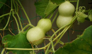 葫芦摆件的摆放位置 风水葫芦摆放在哪里