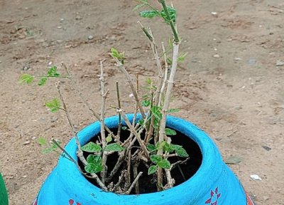 茉莉花怎么种才能活 茉莉花怎么繁殖成活率高