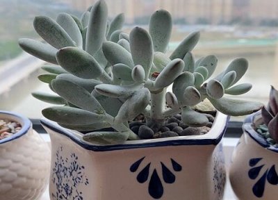 乒乓福娘夏天晒太阳 乒乓福娘怎么度夏安全