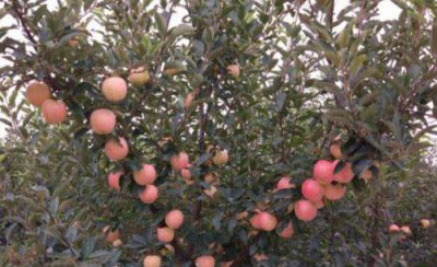 苹果树剪枝压枝正确方法 苹果树修剪合理果实最好着色