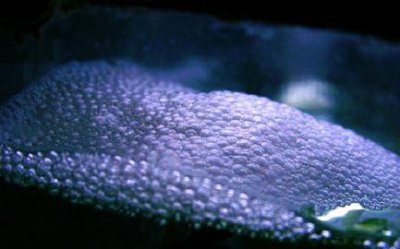 泰国斗鱼繁殖需要准备什么 泰国斗鱼如何在家繁殖