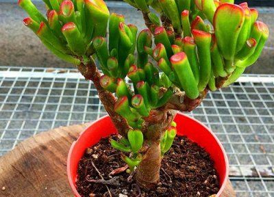 吸财树放在家里哪个位置 摆放在家里什么地方好运来